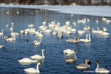 Зимняя сказка на Алтае  | Экскурсионные туры Чуйский тракт | Зима сезон 2024 - 2025