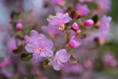 Весенний вояж по Алтаю  | Туры на Праздники Чуйский тракт | Туры на 8 марта сезон 2024 - 2025