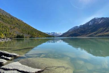 Цветение маральника на Алтае  | Экскурсионные туры Горно-Алтайск | Весна сезон 2024 - 2025