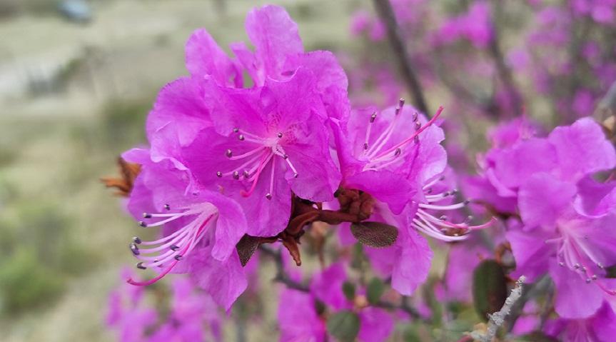 Цветение маральника на Алтае 